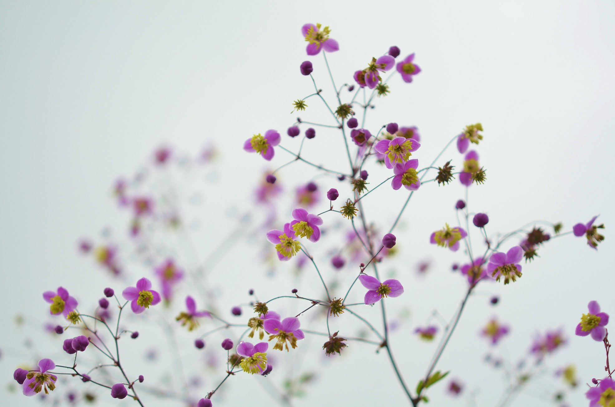 Pink Flowers